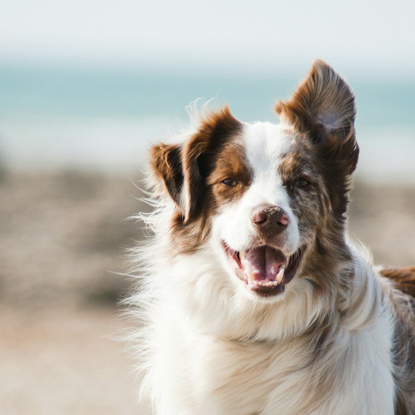 Hemp Dog Collar — Adventure Series